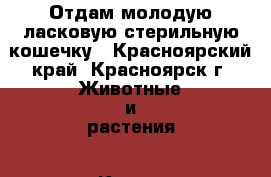 Отдам молодую ласковую стерильную кошечку - Красноярский край, Красноярск г. Животные и растения » Кошки   